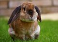 Beige Rabbit Resting on Green Grasses during Daytime