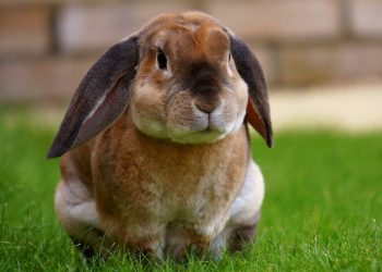 Beige Rabbit Resting on Green Grasses during Daytime