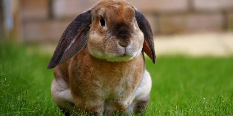 Beige Rabbit Resting on Green Grasses during Daytime