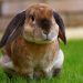 Beige Rabbit Resting on Green Grasses during Daytime