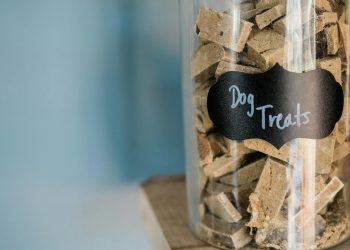 Dog Food in a Glass Container