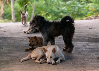 Close-up Photo of Group of Dogs