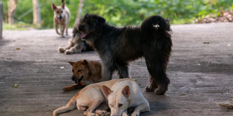 Close-up Photo of Group of Dogs
