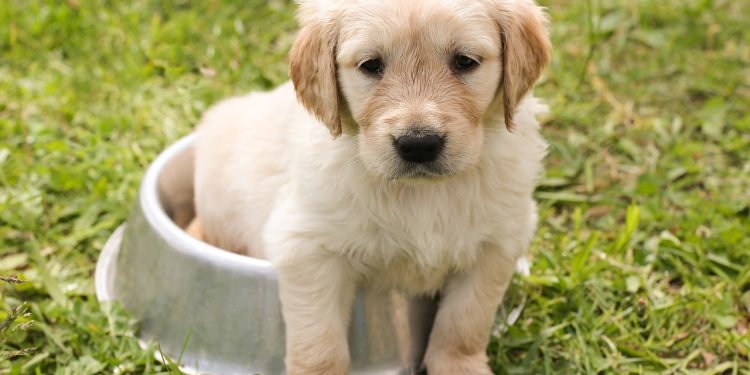 puppy, golden retriever, dog