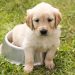 puppy, golden retriever, dog