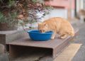 Orange Cat Drinking Water