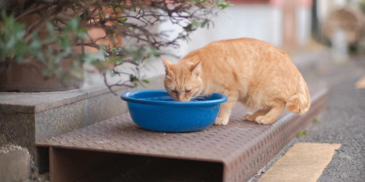 Orange Cat Drinking Water