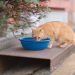 Orange Cat Drinking Water