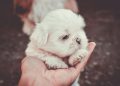 Selective Focus Photography of Person Holding White Maltese Puppy