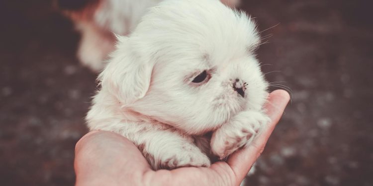 Selective Focus Photography of Person Holding White Maltese Puppy
