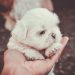 Selective Focus Photography of Person Holding White Maltese Puppy