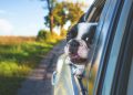 White and Black Short Coat Puppy on Black Window Car