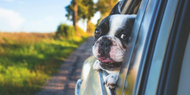 White and Black Short Coat Puppy on Black Window Car