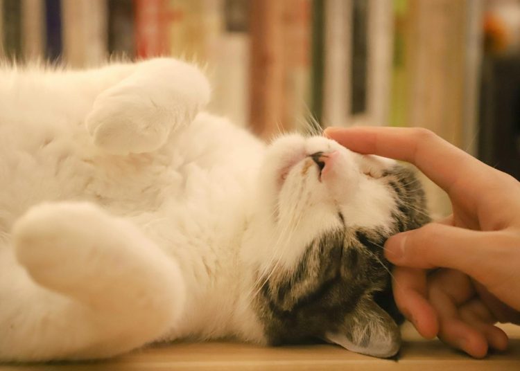 Person Holding Kitten
