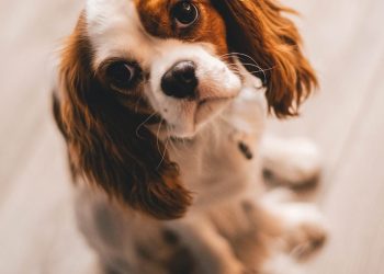 Shallow Focus Photography of a Cavalier King Charles Spaniel