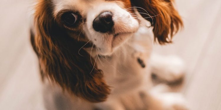 Shallow Focus Photography of a Cavalier King Charles Spaniel