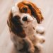 Shallow Focus Photography of a Cavalier King Charles Spaniel
