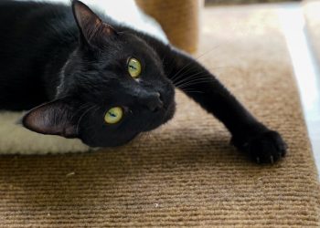 Close-Up Shot of a Black Cat