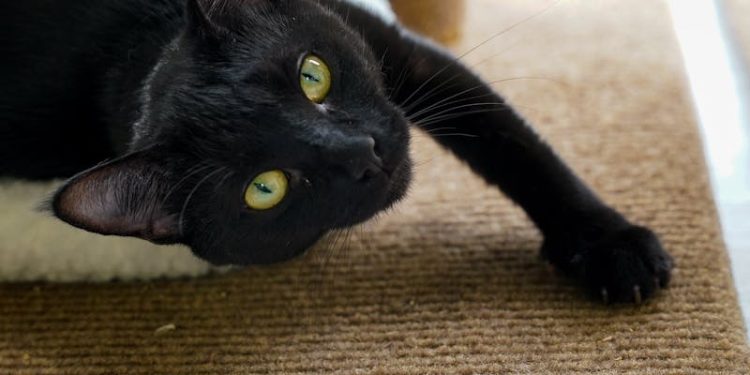 Close-Up Shot of a Black Cat
