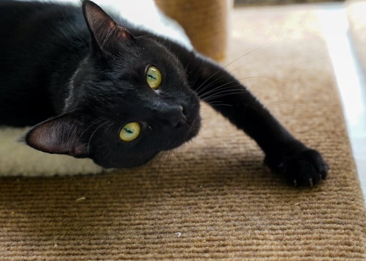 Close-Up Shot of a Black Cat