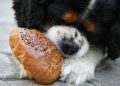 Tricolor Cavalier King Charles Spaniel Puppy Eating Bread
