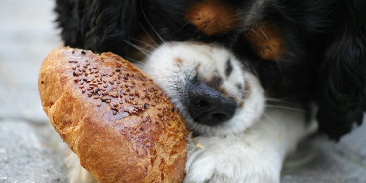 Tricolor Cavalier King Charles Spaniel Puppy Eating Bread