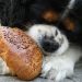 Tricolor Cavalier King Charles Spaniel Puppy Eating Bread