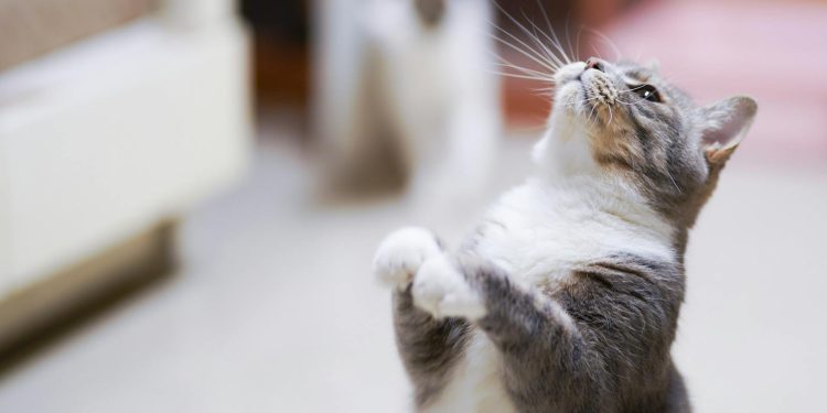 Close-Up Photo of Cat Looking Up