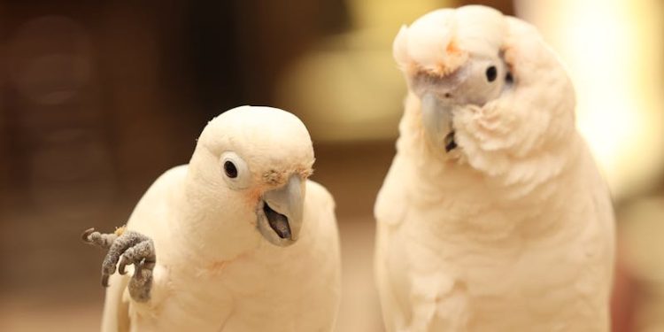 Two Chatty Parrots