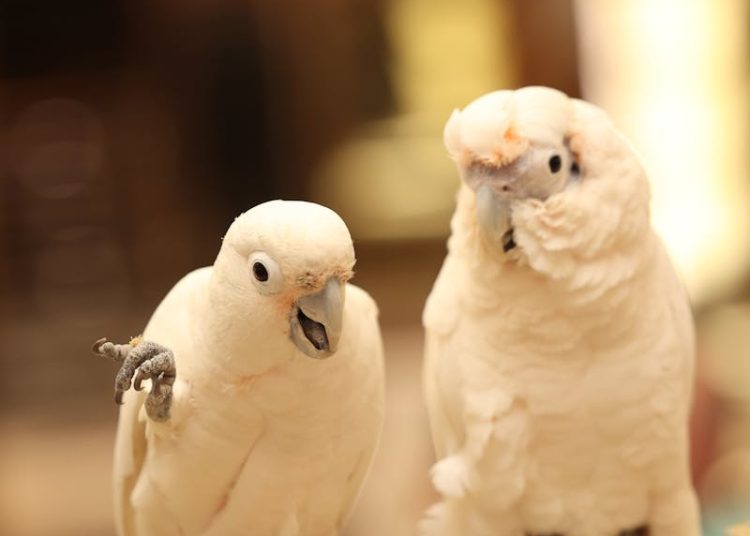 Two Chatty Parrots