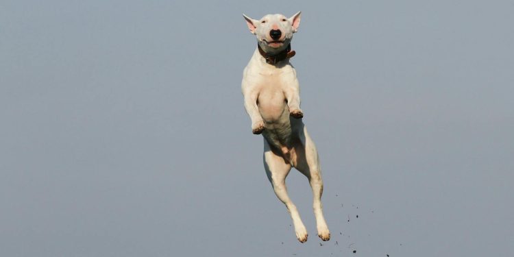 White Dog Terrier Jumping Near Grass Field during Daytime