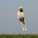 White Dog Terrier Jumping Near Grass Field during Daytime