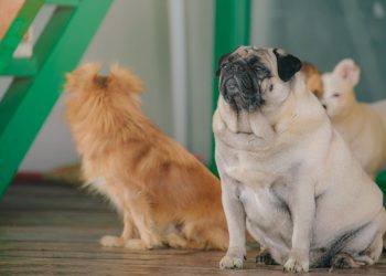 Pug Selective Focus Photo