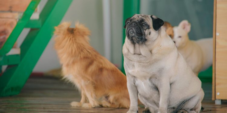 Pug Selective Focus Photo