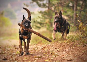 Two Adult Black-and-tan German Shepherds Running on Ground