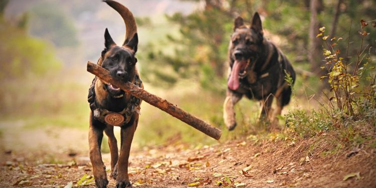 Two Adult Black-and-tan German Shepherds Running on Ground