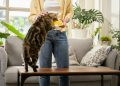 Young Asian woman cat owner giving food to her cute domestic cat at home. Adorable shorthair cat be feed by owner in living room. Human and pet relation domestic lifestyle concept. Focus o...