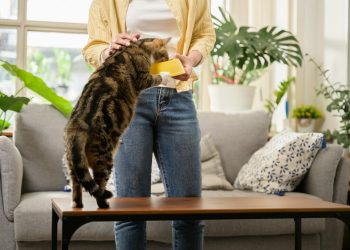 Young Asian woman cat owner giving food to her cute domestic cat at home. Adorable shorthair cat be feed by owner in living room. Human and pet relation domestic lifestyle concept. Focus o...
