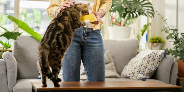 Young Asian woman cat owner giving food to her cute domestic cat at home. Adorable shorthair cat be feed by owner in living room. Human and pet relation domestic lifestyle concept. Focus o...