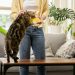 Young Asian woman cat owner giving food to her cute domestic cat at home. Adorable shorthair cat be feed by owner in living room. Human and pet relation domestic lifestyle concept. Focus o...