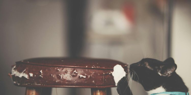 Close-Up Photo of Cat Scratching The Stool