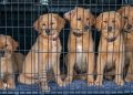 Five Puppies in Cage