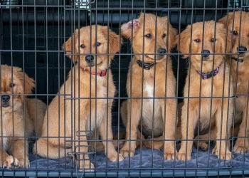 Five Puppies in Cage