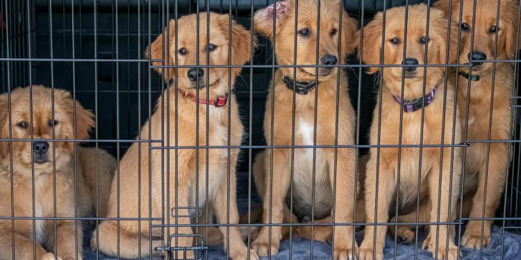 Five Puppies in Cage