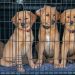 Five Puppies in Cage