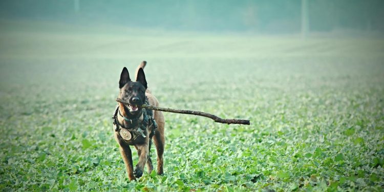 Adult Tan Belgian Malinois Biting Stick on Grass Field