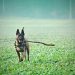 Adult Tan Belgian Malinois Biting Stick on Grass Field