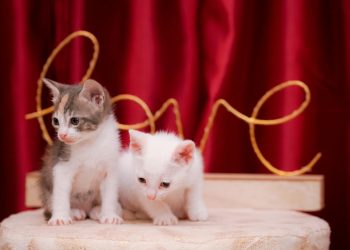 Kittens by Love Sign