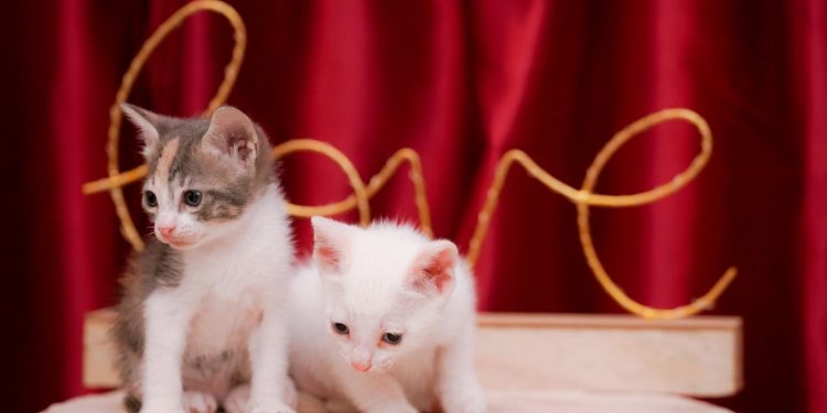 Kittens by Love Sign