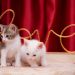 Kittens by Love Sign